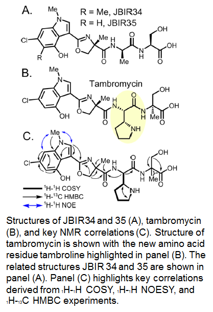 tambromycin